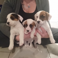 Image pour l'annonce Chiots Jack Russell / Jack Russel
