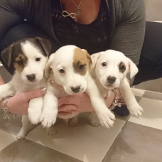 Image pour l'annonce Chiots Jack Russell / Jack Russel