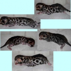 Image pour l'annonce 5 chaton bengal a rosette male-femelle+ Livraison