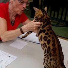 Image pour l'annonce 5 chaton bengal a rosette male-femelle+ Livraison