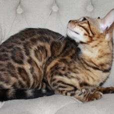 Image pour l'annonce 5 chaton bengal a rosette male-femelle+ Livraison