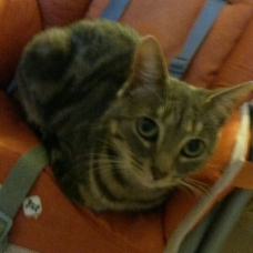 Image pour l'annonce donne jeune chatte