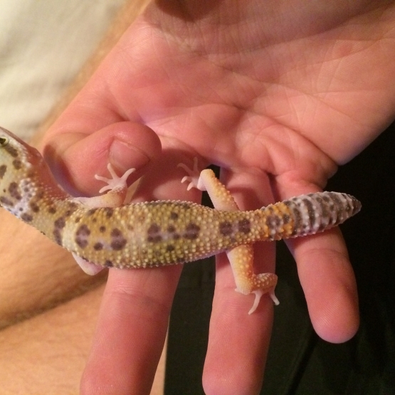 Image pour l'annonce Gecko léopard