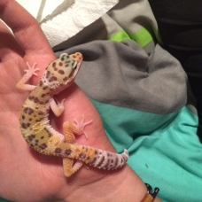 Image pour l'annonce Gecko léopard