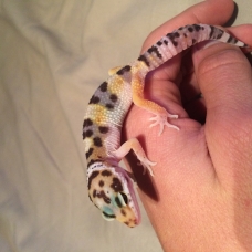 Image pour l'annonce Gecko léopard
