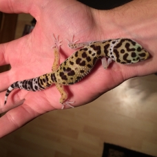 Image pour l'annonce Gecko léopard