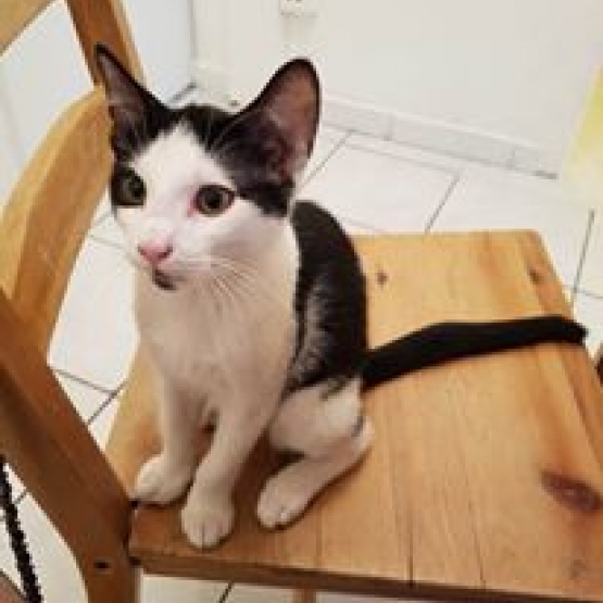 Image pour l'annonce Donne chaton