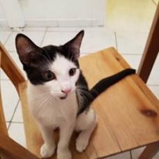 Image pour l'annonce Donne chaton