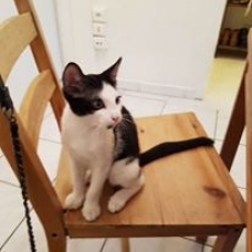Image pour l'annonce Donne chaton