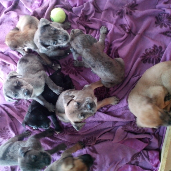 Image pour l'annonce vend chiots croisés