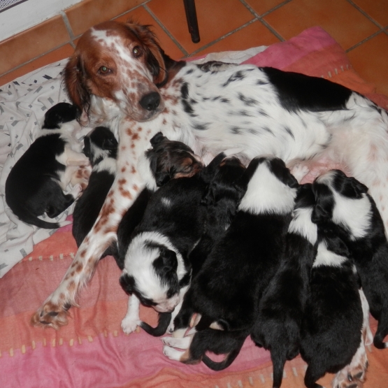 Image pour l'annonce 5 chiots pour février