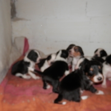 Image pour l'annonce 5 chiots pour février