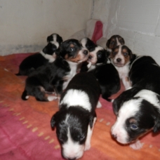 Image pour l'annonce 5 chiots pour février