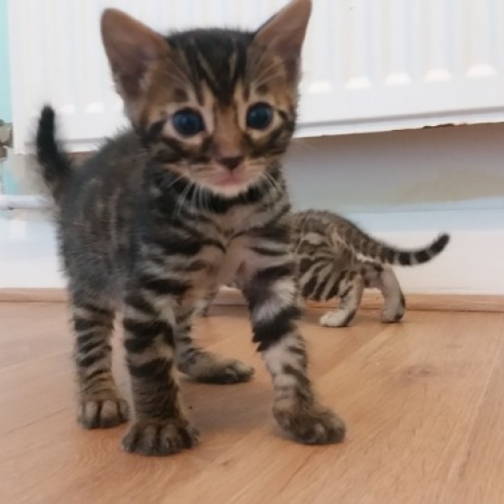 Image pour l'annonce Vends chatons bengals