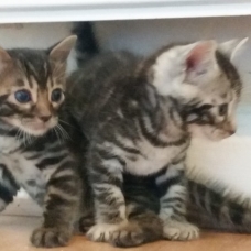 Image pour l'annonce Vends chatons bengals