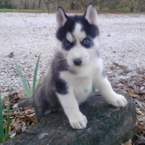 Image pour l'annonce Adorables Chiots Husky Sibériens Aux Yeux Bleu