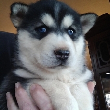 Image pour l'annonce Adorables Chiots Husky Sibériens Aux Yeux Bleu