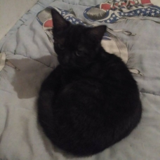 Image pour l'annonce Donne petit chat
