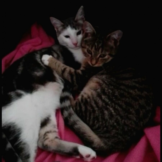 Image pour l'annonce chatons recherche leur super foyer
