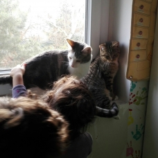 Image pour l'annonce chatons recherche leur super foyer