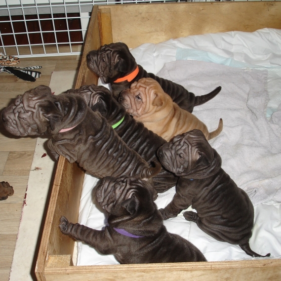 Image pour l'annonce Vends chiots Shar pei