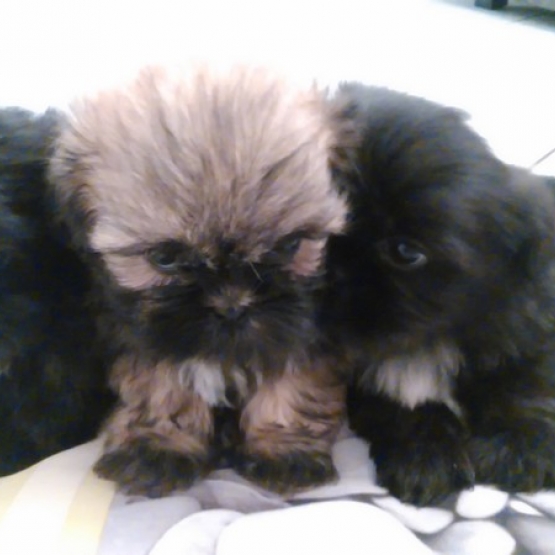Image pour l'annonce Chiots Shih Tzu non LOF