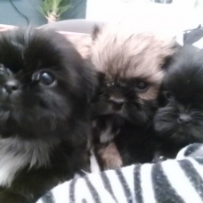 Image pour l'annonce Chiots Shih Tzu non LOF