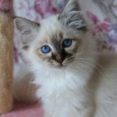 Image pour l'annonce Magnifiques chatons sacré de birmanie LOOF