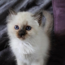 Image pour l'annonce Magnifiques chatons sacré de birmanie LOOF