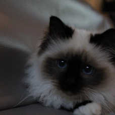 Image pour l'annonce Magnifiques chatons sacré de birmanie LOOF