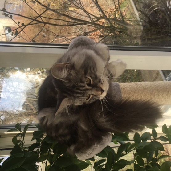 Image pour l'annonce Maine Coon Suisse