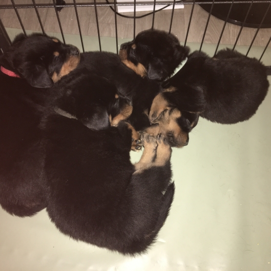 Image pour l'annonce Chiots rottweiler