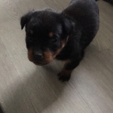 Image pour l'annonce Chiots rottweiler