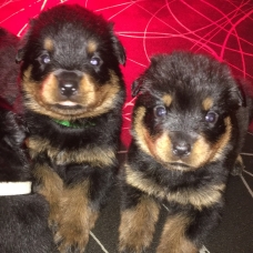 Image pour l'annonce Chiots rottweiler