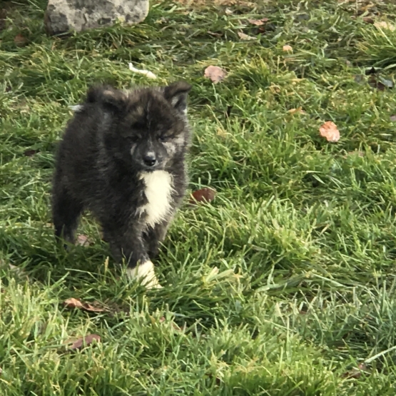 Image pour l'annonce Chiot Akita Inu