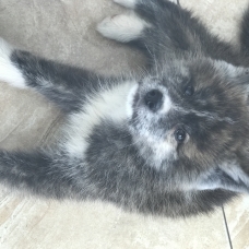 Image pour l'annonce Chiot Akita Inu