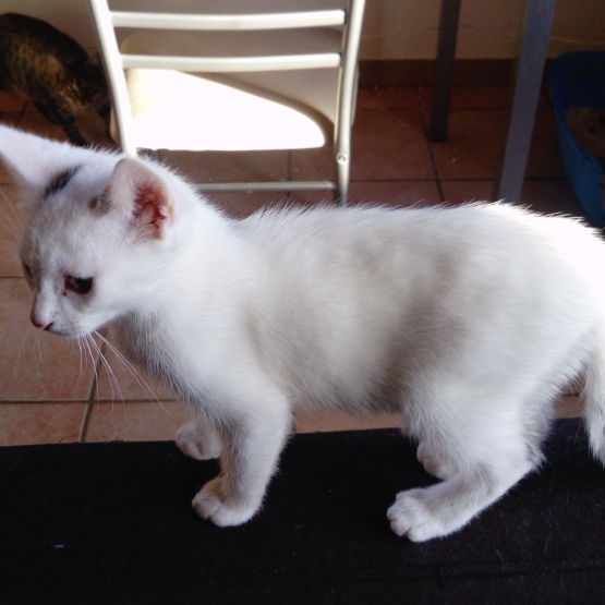 Image pour l'annonce donne chaton