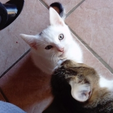 Image pour l'annonce donne chaton