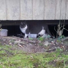 Image pour l'annonce chatte blanche et grise et son chaton noir / SAUVETAGE