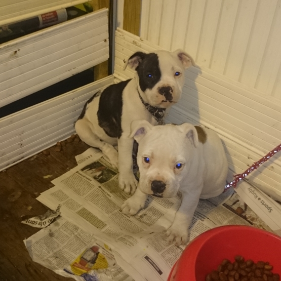 Image pour l'annonce Chiot staffie croisé bouledogue odl English