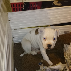 Image pour l'annonce Chiot staffie croisé bouledogue odl English