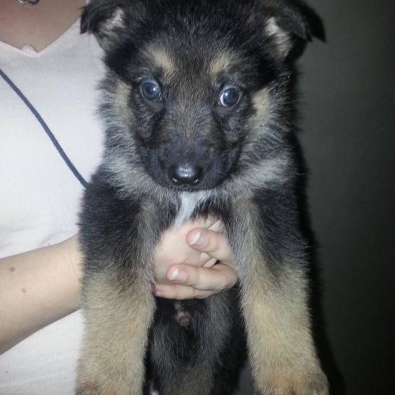 Image pour l'annonce A vendre chiots berger allemand