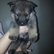 Image pour l'annonce A vendre chiots berger allemand
