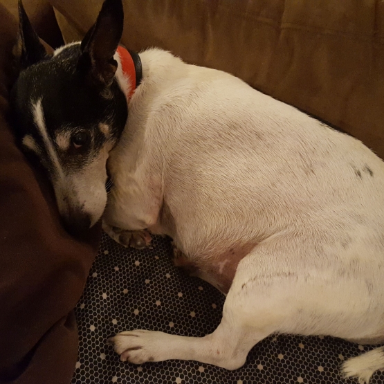 Image pour l'annonce Donne jack russel suite à une séparation