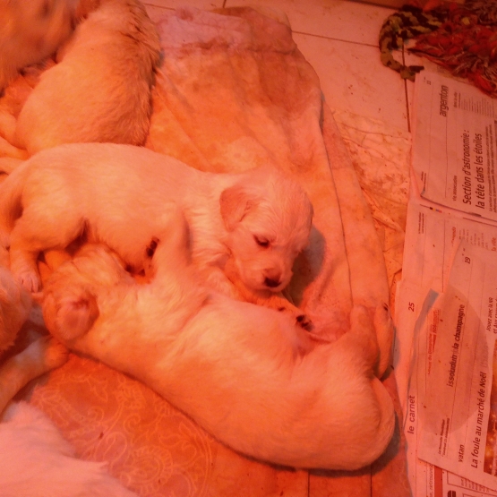 Image pour l'annonce chiot golden retrievers a reserver
