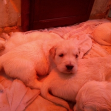 Image pour l'annonce chiot golden retrievers a reserver