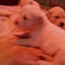 Image pour l'annonce chiot golden retrievers a reserver