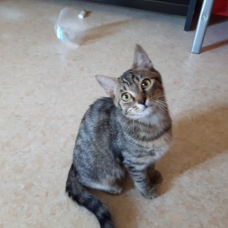 Image pour l'annonce chatons à donner