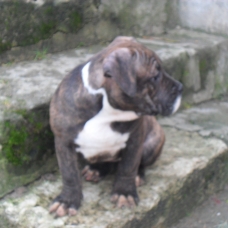 Image pour l'annonce vend chiots american bully
