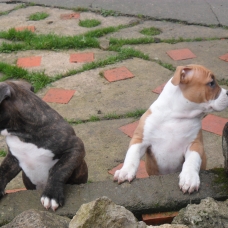 Image pour l'annonce vend chiots american bully